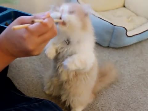 Cute cat feeding