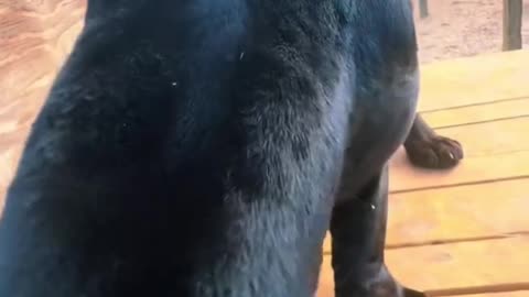 Black Panther Loves Whipped Cream
