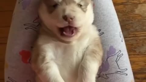 Perro Husky Puppy Throws The Cutest Temper Tantrum!