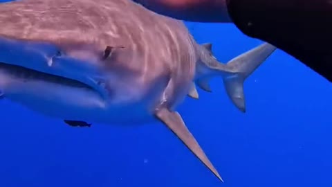 Sharks are not the man eating monsters that most people believe them to be