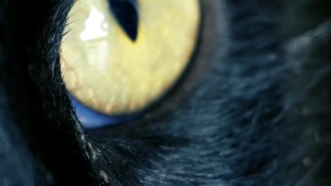 Yellow Eyed BLACK Cat, Close up