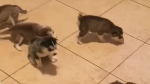 Husky puppies first time walking around and howling