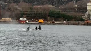 Orca Squad Swimming in Unison Near Ketchikan Bay