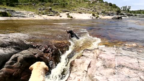Brave Pup Saves His Buddy From Drowning In Waterfall