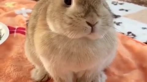 Rabbit funny reaction