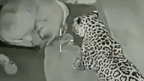 Shocking 😱 Footage - Leopard attack on security dog! 😱😰😰 #viralvideo #youtubeshorts #shorts #leopard