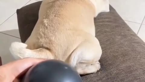 funny dog video