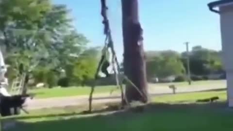 cutting tree