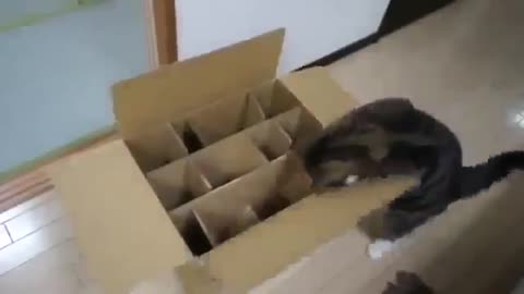 Cat Cant Enter The Box