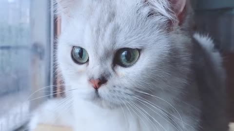 Pure white and clean cat, do you like it