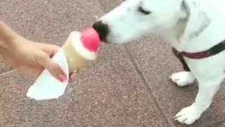 Dog enjoys ice cream