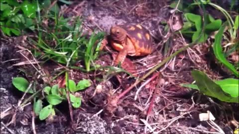 Gopher Tortoise Hatchling Eating