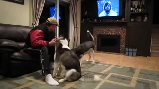 Huskies se ponen extremadamente celosos cuando otro recibe atención