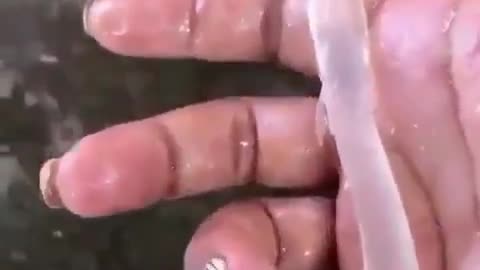 Transparent fish appeared in the sea