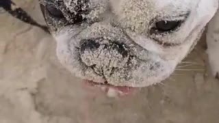 Dogy Playing with Sand Beach