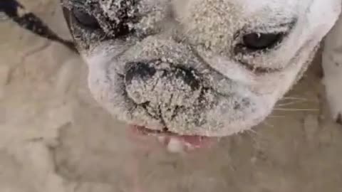 Dogy Playing with Sand Beach