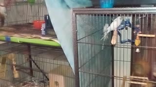 Parakeet Paradise IV