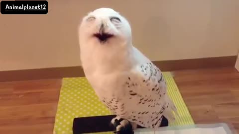 Everytime I visit this owl it gives me this face(360P).mp4