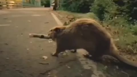 Cute beaver save life short