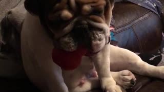 English Bulldog does Darth Vader impression