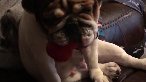 English Bulldog does Darth Vader impression