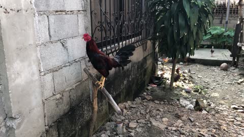 This rooster answers when called