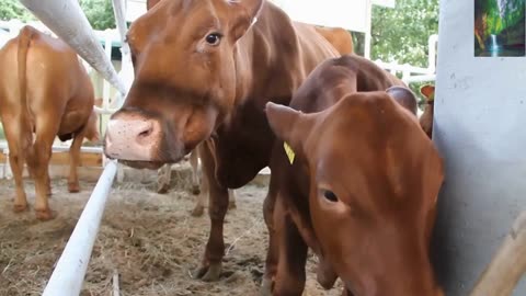 Bucolic Bovines: Grazing Cows and Serenading Moos 🐮🐄