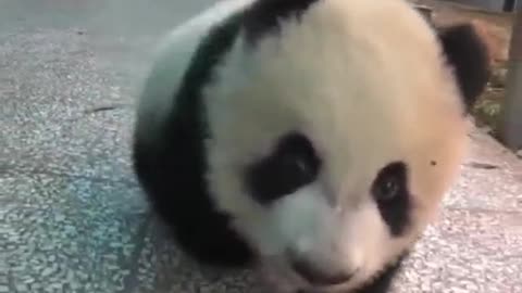 Little Baby Panda