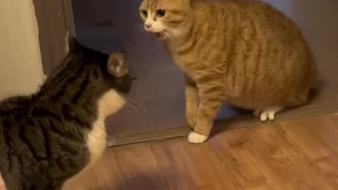Cute Cats Fight 😬