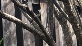 # Back Yard Birds Hawai’i Red Whiskered Bulbuls