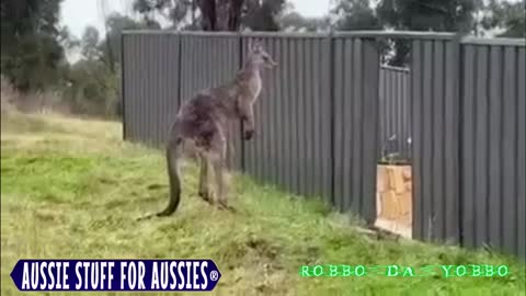 🦘KANGAROO 🥊 FIGHT🥋 - Don't Mess With An Aussie ! 🇦🇺