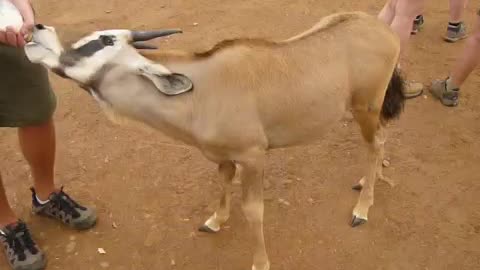 Rescued baby oryx getting bottle-fed
