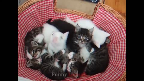 Very Cute Kittens Videos