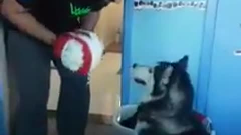 Husky spars with boxing owner