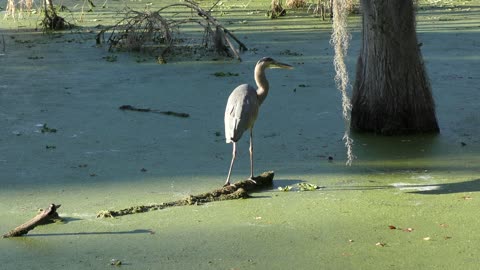Great Blue Heron in Florida wetlands