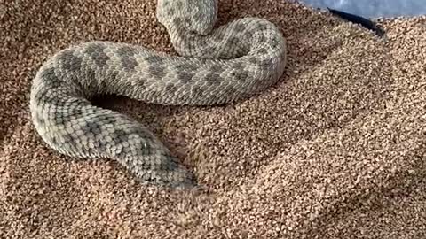 Sahara Sand Viper Burrowing in Sand!