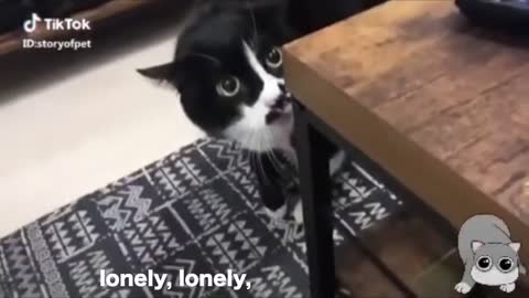 Funny Cat Talking Video!!!