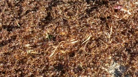 One million ants overtake small critter