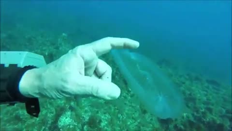 Wonderful video transparent fish beauty scene