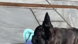 Hilarious french bulldog tells broom off