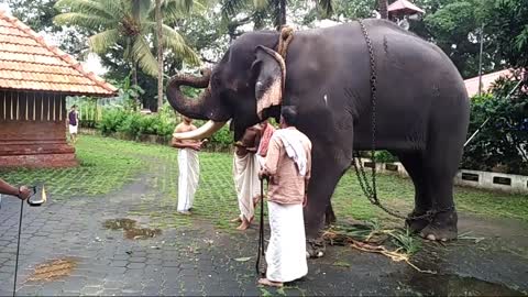 Traditional elephant feeding