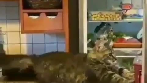 funny cat tries to open the refrigerator