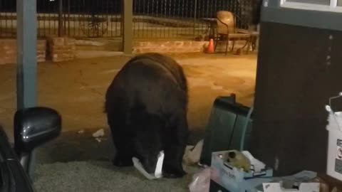 Hotel Guest Unknowingly Walks Right Next to Bear Digging Through Garbage