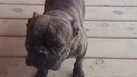 Singing French Bulldog Will Make You Smile