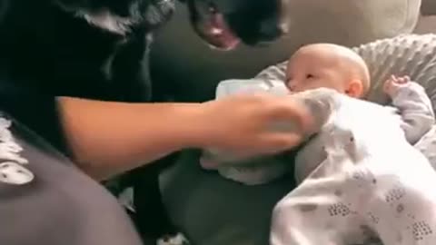Dog protects baby when dad pretends to hit her