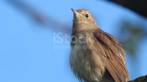 Singing nightingale (Luscinia luscinia) at May, Belarus stock video