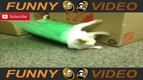 funny videos ●●● Funny animals ●●● Smart animals ●●● 2017 ●●●#1