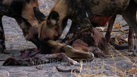 African wild dog.....