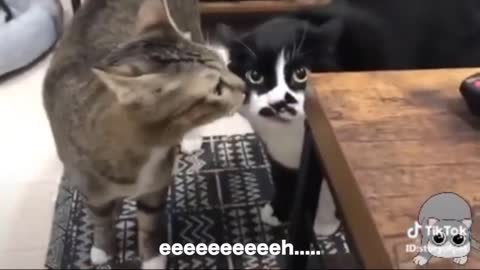 Cat Telling Poetry - Animal Talking - Funny Cats