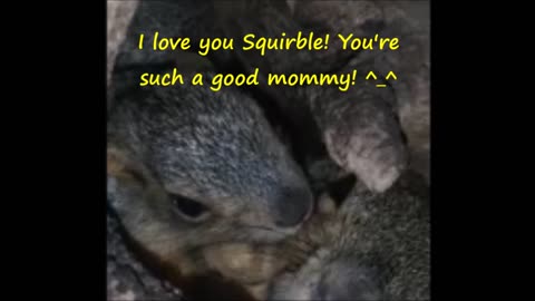 🐿 Watch Our Mother Squirrel In Nest With Her Babies! ❤